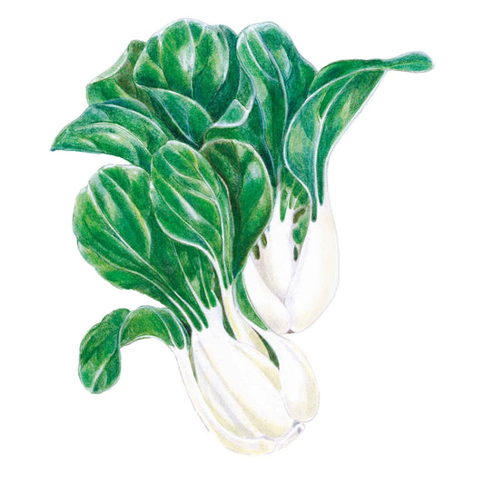 Toy Choy Bok Choy Seeds
