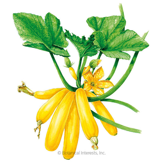 Max's Gold Summer Squash Seeds Product Image