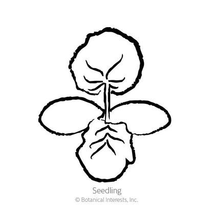 Max's Gold Summer Squash Seeds