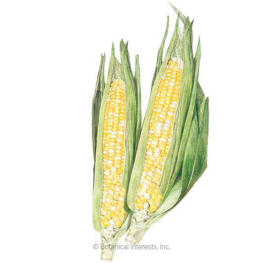 Sugarbaby Sweet Corn Seeds