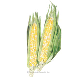 Sugarbaby Sweet Corn Seeds