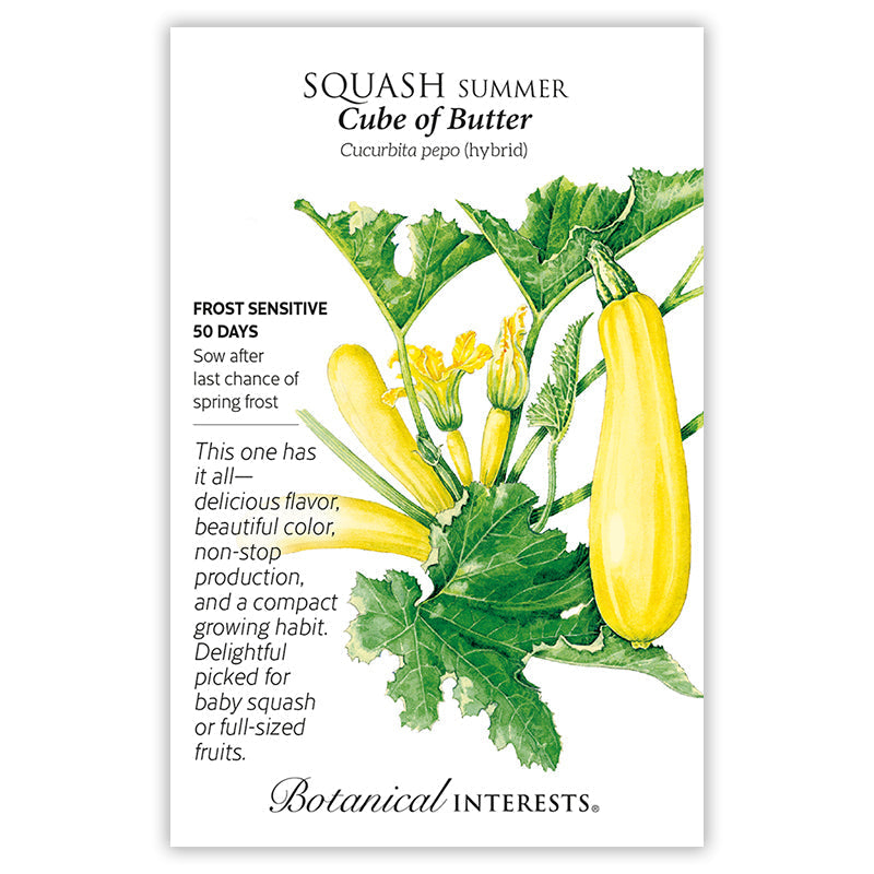 Cube of Butter Summer Squash Seeds