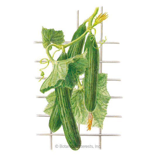 Telegraph Improved Cucumber Seeds Product Image