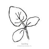 Telegraph Improved Cucumber Seeds