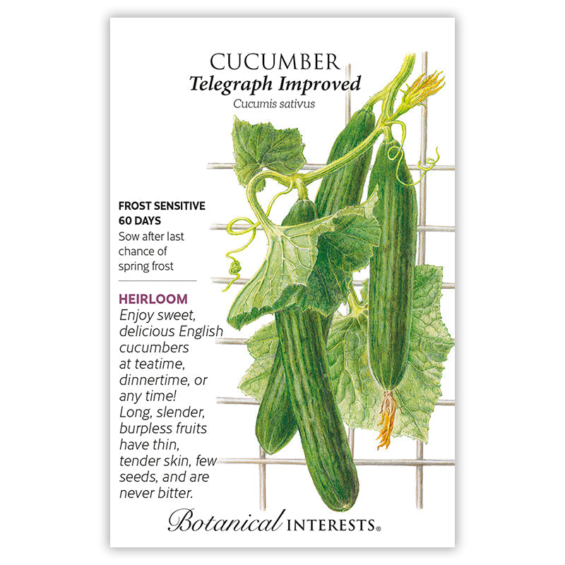 Telegraph Improved Cucumber Seeds Product Image