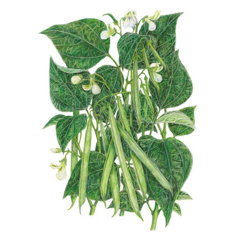 Botanical Interests Jade Bush Bean Seeds - Thumbnail 2
