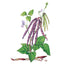 Pinkeye Purple Hull Bush Cowpea Bean Seeds