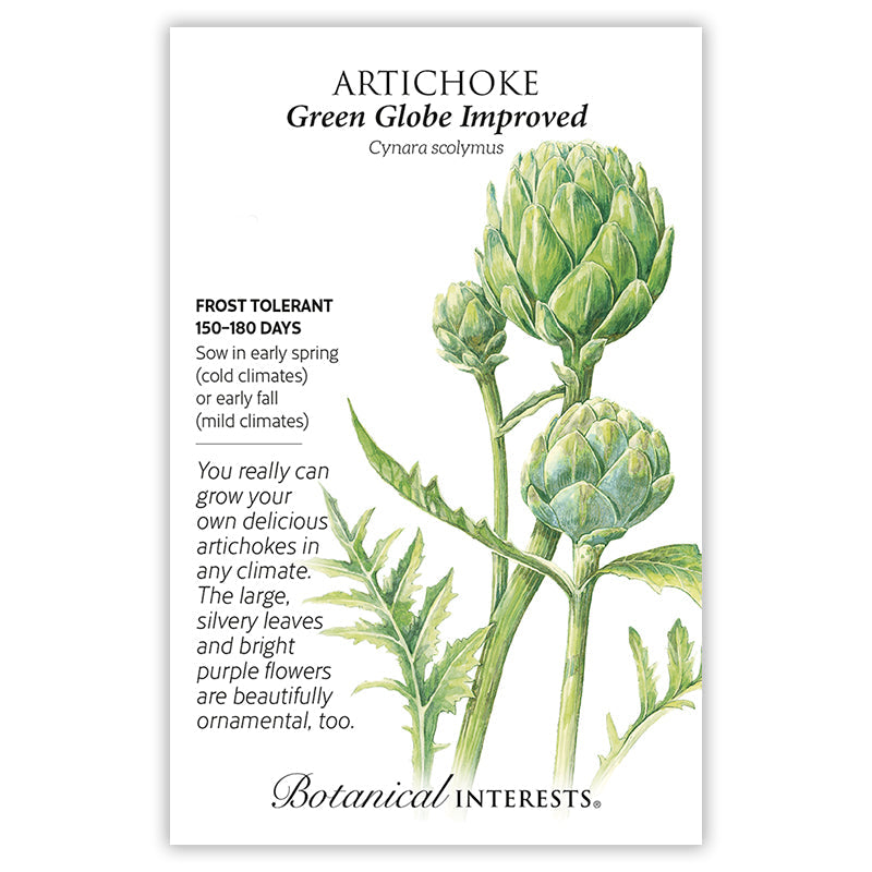 Green Globe Improved Artichoke Seeds