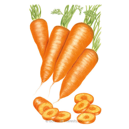Red Cored Chantenay Carrot Seeds Product Image