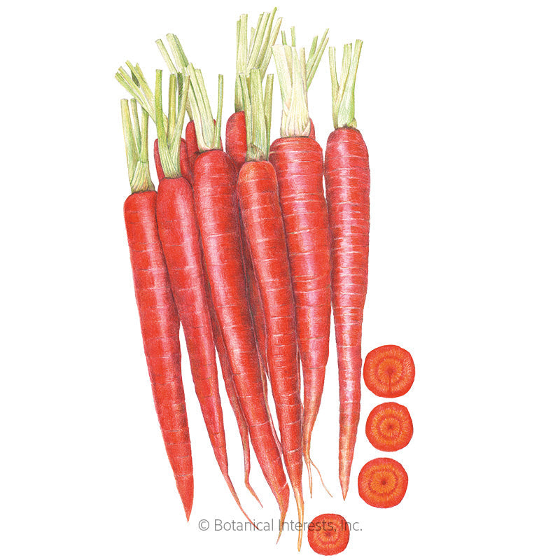Atomic Red Carrot Seeds