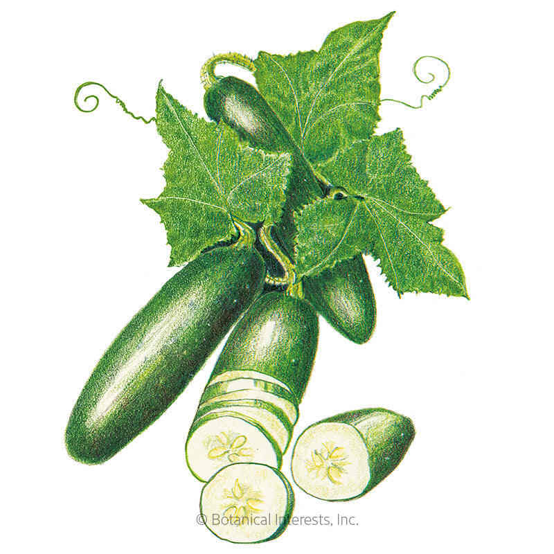 Poinsett 76 Cucumber Seeds