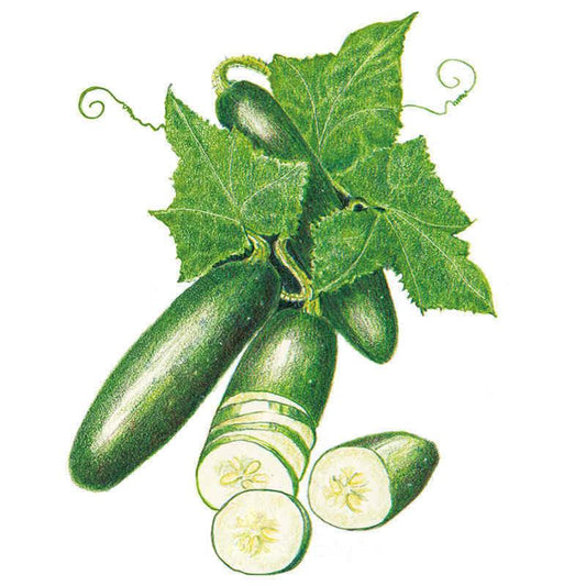Poinsett 76 Cucumber Seeds