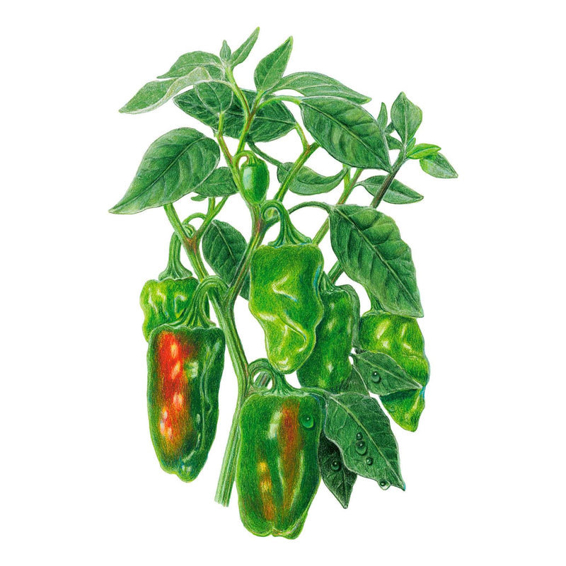 chili plant seeds Padron Chile Pepper Seeds | Vegetable Seeds | Heirloom Vegetable Seeds | Organic & Non-GMO | Botanical Interests