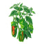Padron Chile Pepper Seeds