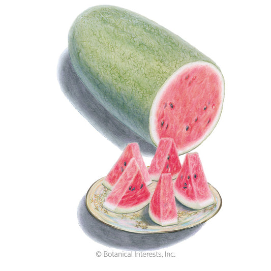 Charleston Gray Watermelon Seeds Product Image