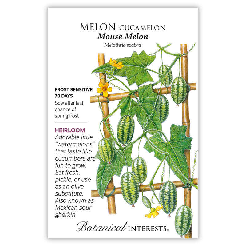 cocomelon planting seeds Mouse Melon Cucamelon Melon Seeds – Epic Gardening