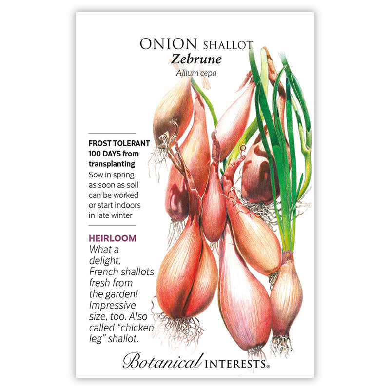 Zebrune Shallot Onion Seeds