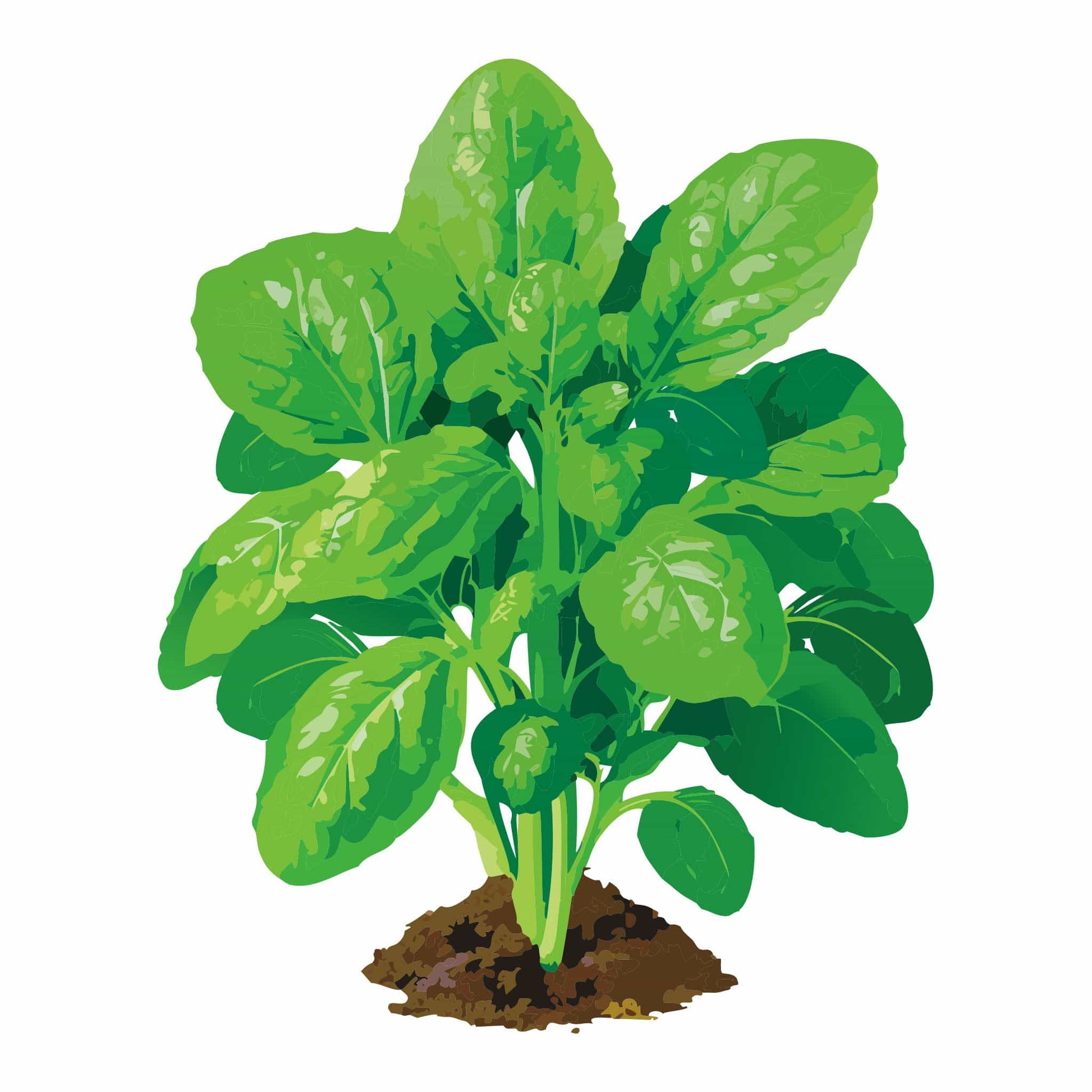 potted spinach plant America Spinach | Vegetable Seeds | Heirloom Vegetable Seeds | Organic & Non-GMO