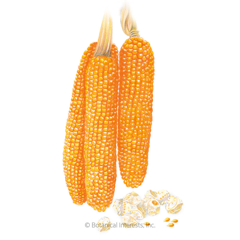 Robust Pop R400MR Popcorn Corn Seeds Product Image