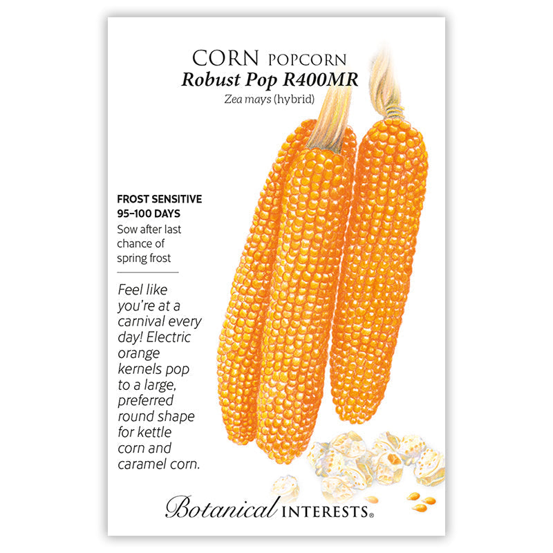 popcorn seed for planting Robust Pop R400MR Popcorn Corn Seeds