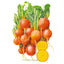 Golden Boy Beet Seeds