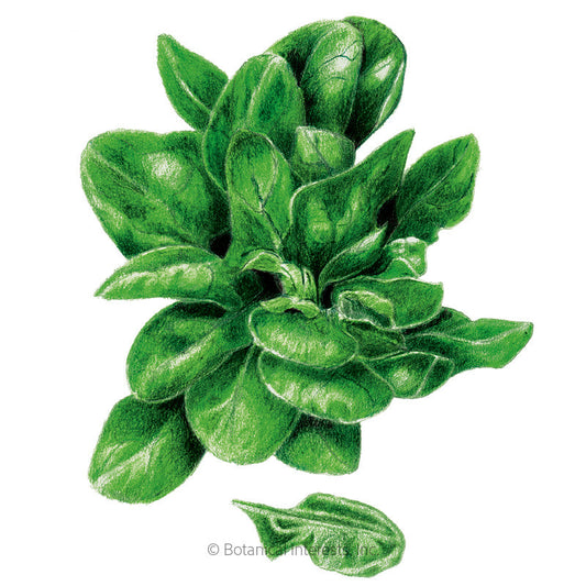 Matador Spinach Seeds Product Image