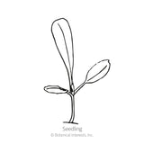 Ice Queen (Reine des Glaces) Crisphead Lettuce Seeds