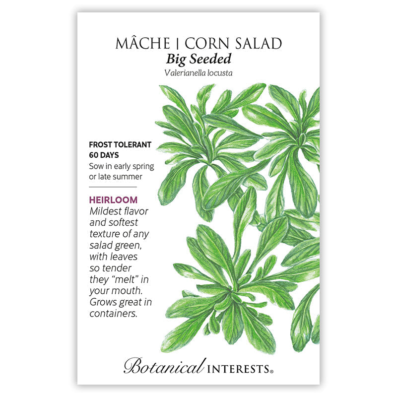 Big Seeded Mache (Corn Salad) Seeds Product Image