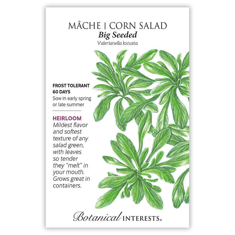 big plant seeds Big Seeded Mache (Corn Salad) Seeds