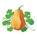 Honeybaby Winter Squash