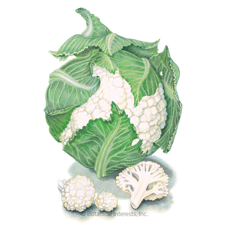 Twister Cauliflower Seeds Product Image