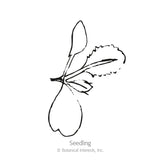 Twister Cauliflower Seeds