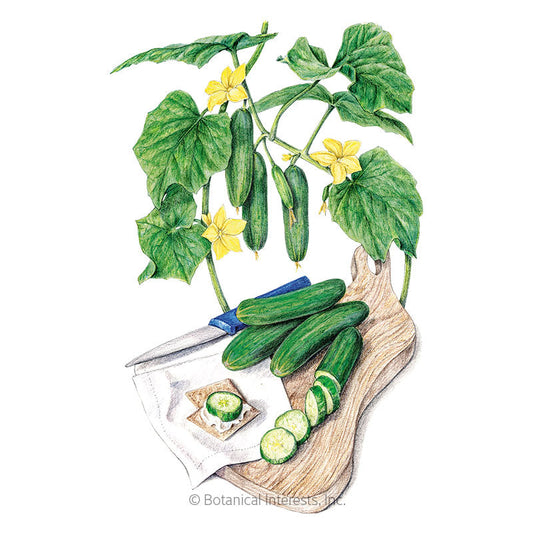 Muncher Persian Cucumber Seeds Product Image