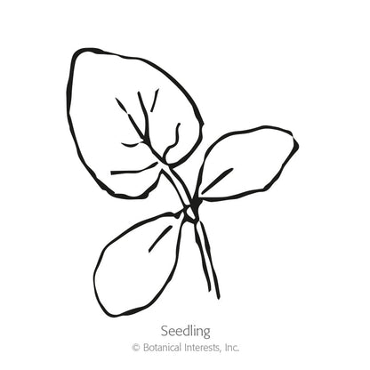 Muncher Persian Cucumber Seeds