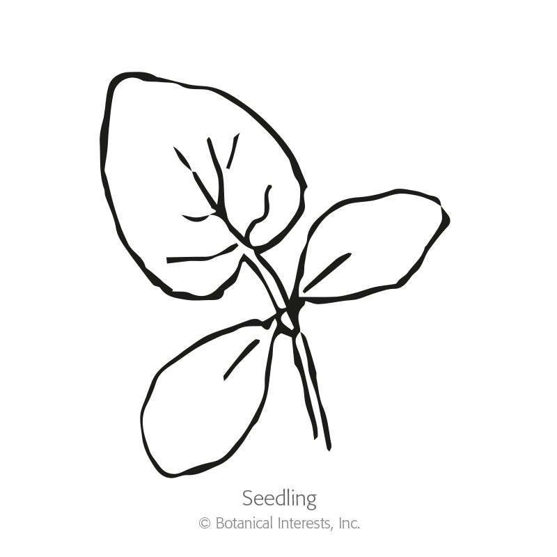 Muncher Persian Cucumber Seeds