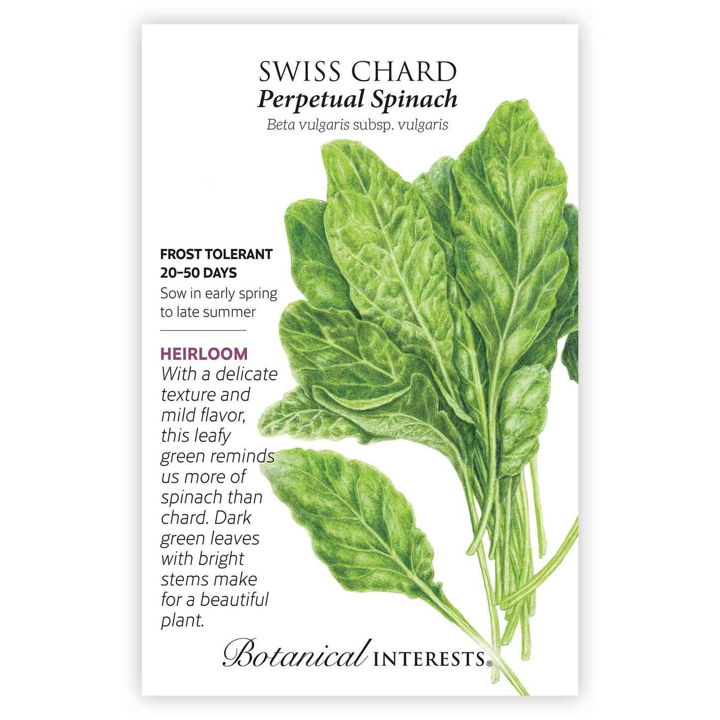 Perpetual Spinach Swiss Chard Seeds