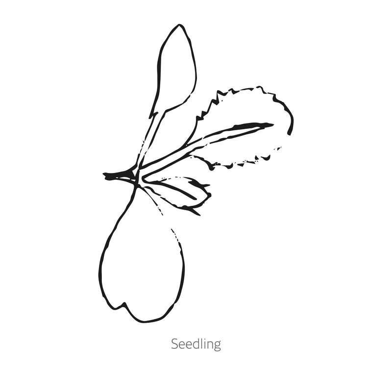 Red Power Cabbage Seeds