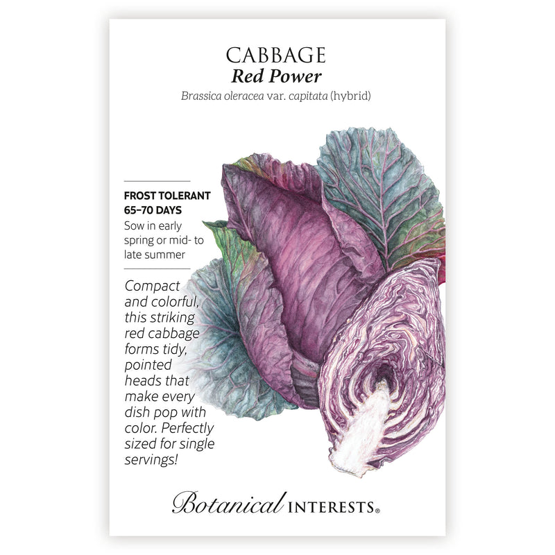 Red Power Cabbage Seeds