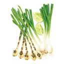 Solbunch Bunching/Scallion Onion Seeds