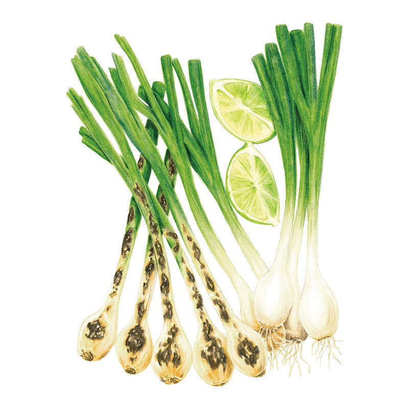 Solbunch Bunching/Scallion Onion Seeds