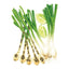 Solbunch Bunching/Scallion Onion Seeds