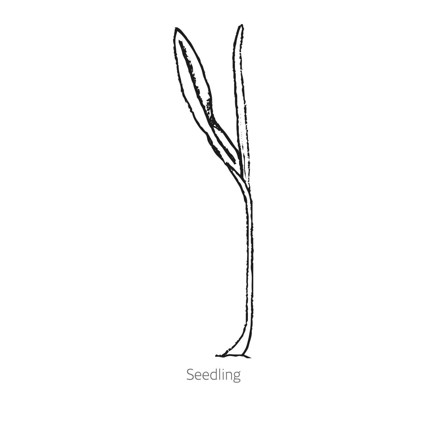Bodacious Sweet Corn Seeds