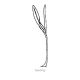 Bodacious Sweet Corn Seeds