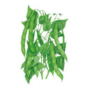 Roma II Bush Bean Seeds