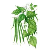 Antigua Bush Bean Seeds