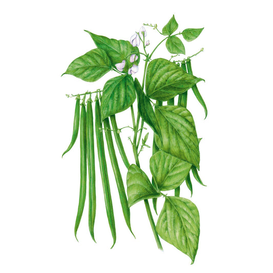 Antigua Bush Bean Seeds
