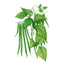Antigua Bush Bean Seeds