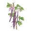 Majesty Pole Bean Seeds