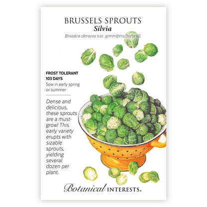 Silvia Brussels Sprouts Seeds