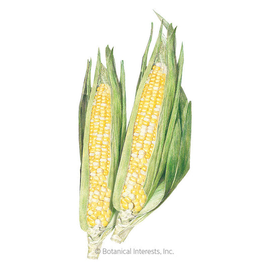 Ambrosia Sweet Corn Seeds Product Image